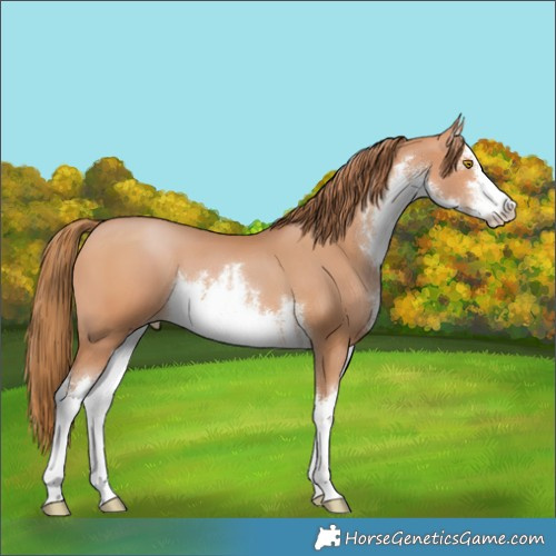 Horse Color:White Spotted Bay Pearl 