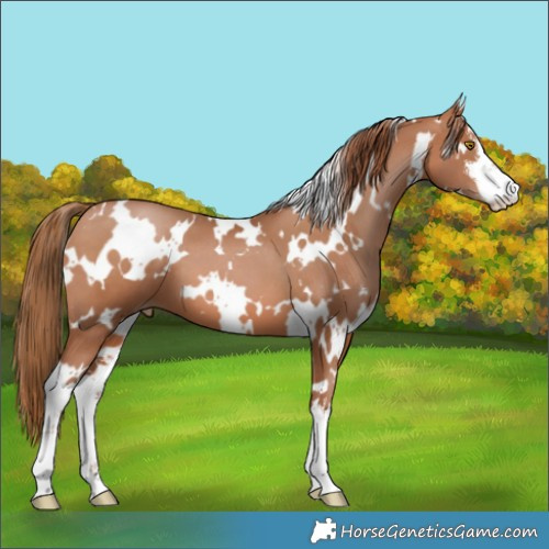 Horse Color:White Spotted Brown Pearl 