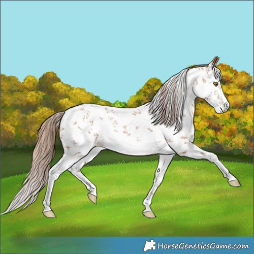 Horse Color:White Spotted Bay Pearl Sabino 