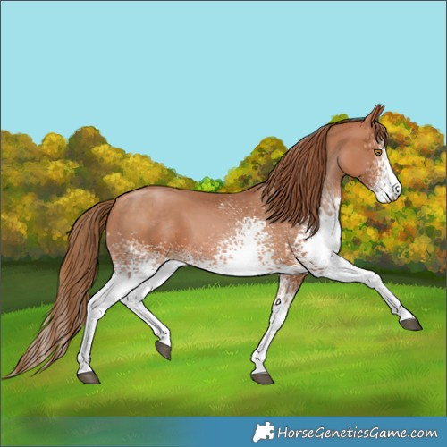 Horse Color:White Spotted Bay Pearl 