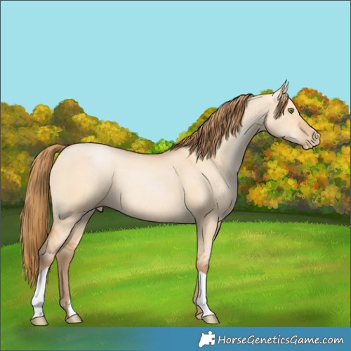 Horse Color:Bay Pearl Dun 