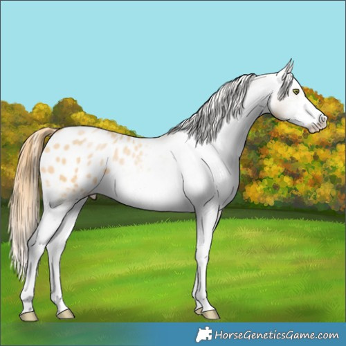 Horse Color:White Spotted Red Dun Pearl Appaloosa 