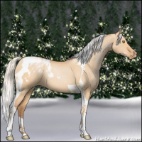 Horse Color:Silver Bay Pearl Dun Tobiano Appaloosa 