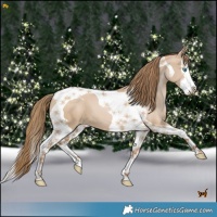Horse Color:Grullo Pearl Splash Tobiano 