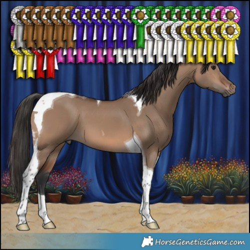 Horse Color:Brown Dun Tobiano 