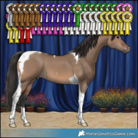 Horse Color:Brown Dun Tobiano 