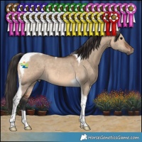 Horse Color:Brown Dun Tobiano 