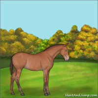 Horse Color:Chocolate Bay Rabicano