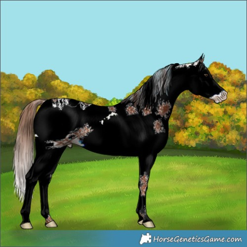 Horse Color:ERROR: UNKNOWN ANOMALY