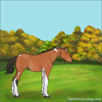 Horse Color:Bay Tobiano Rabicano 