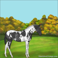 Horse Color:White Spotted Black Tobiano Rabicano 
