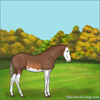 Horse Color:Chestnut Splash 