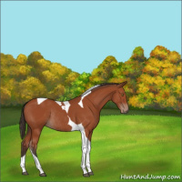 Horse Color:Bay Tobiano Rabicano 