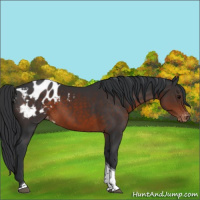 Horse Color:Brown Tobiano Appaloosa 