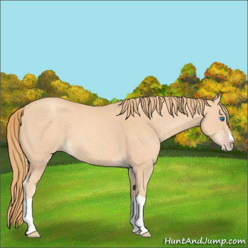 Horse Color:Gold Champagne Splash