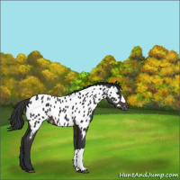 Horse Color:Brown Appaloosa Rabicano 