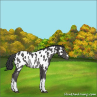 Horse Color:Black Appaloosa Rabicano 