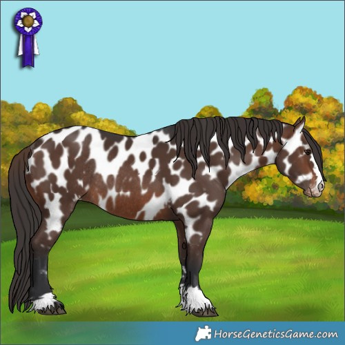 Horse Color:Brown Appaloosa Rabicano 