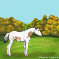 Horse Color:Brown Splash Tobiano Appaloosa 