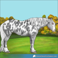 Horse Color:Silver Black Chinchilla Appaloosa 