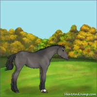 Horse Color:Black 