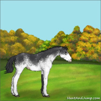 Horse Color:White Spotted Black Rabicano 