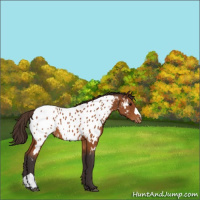 Horse Color:Buckskin Appaloosa 