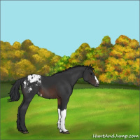 Horse Color:Brown Appaloosa 