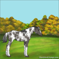Horse Color:White Spotted Black
