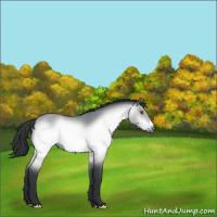 Horse Color:Brown Chinchilla