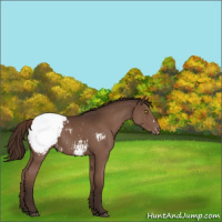 Horse Color:Liver Chestnut Appaloosa 