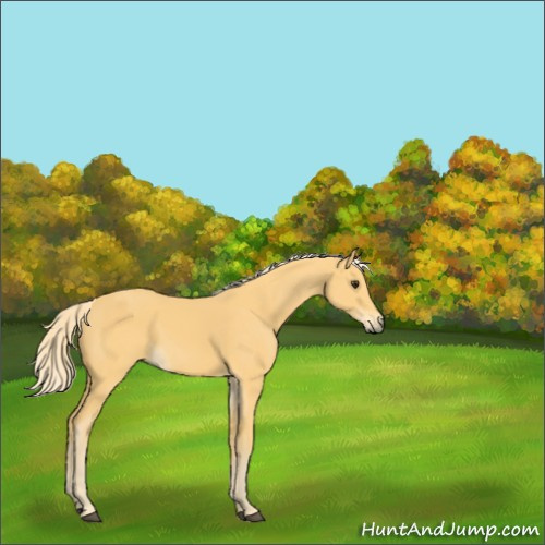 Horse Color:Palomino 