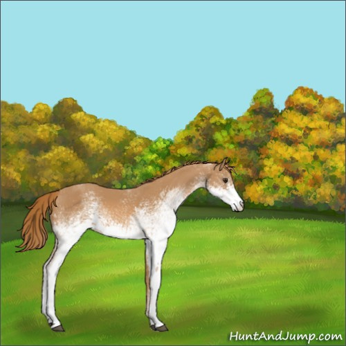 Horse Color:White Spotted Chestnut