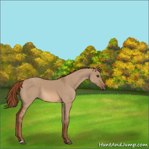 Horse Color:Red Dun Rabicano