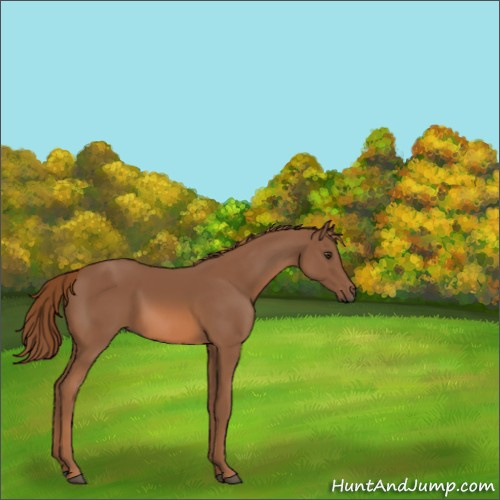 Horse Color:Chestnut Rabicano 