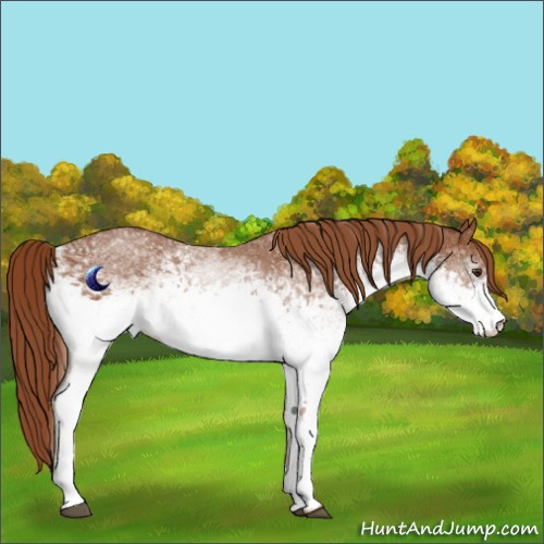 Horse Color:White Spotted Chestnut Rabicano