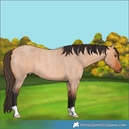 Horse Color:Bay Roan Dun 