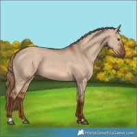 Horse Color:Red Dun 
