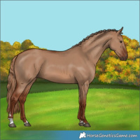 Horse Color:Red Dun 