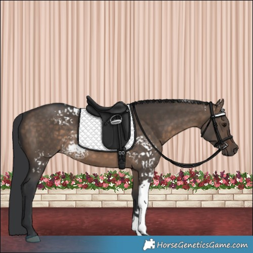 Horse Color:White Spotted Brown Dun Rabicano 