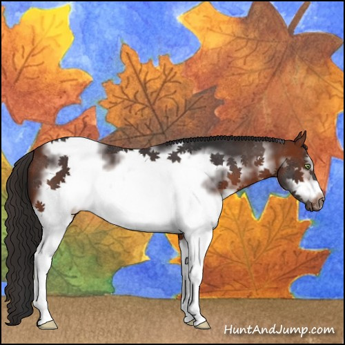 Horse Color:White Spotted Bay Tobiano Frame