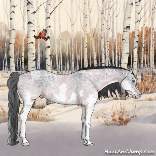 Horse Color:Blue Ice Roan Splash 