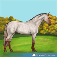 Horse Color:Red Dun Roan 