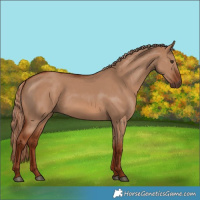 Horse Color:Red Dun 