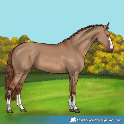 Horse Color:Red Dun 