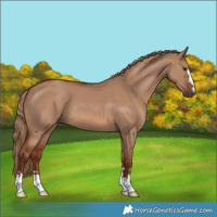 Horse Color:Red Dun 
