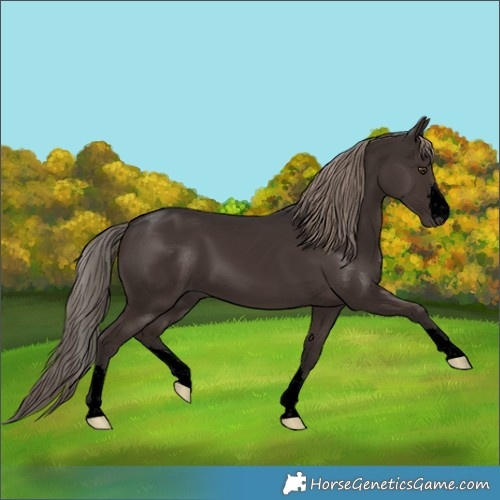 Horse Color:Void Liver Chestnut 