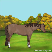 Horse Color:Liver Red Dun Tobiano Frame 