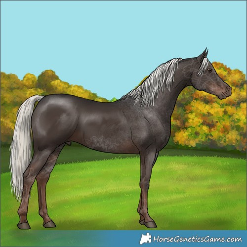 Horse Color:Liver Chestnut Mushroom 
