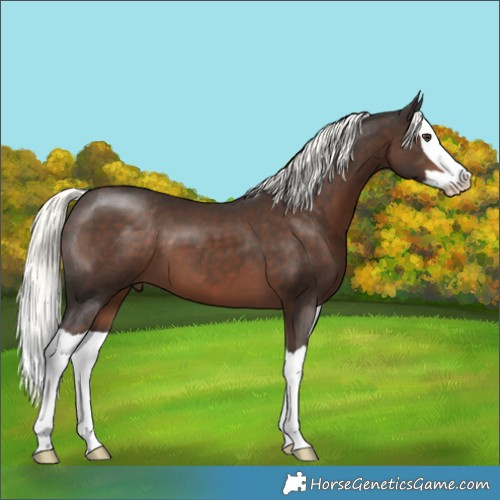 Horse Color:Liver Chestnut Mushroom Splash 